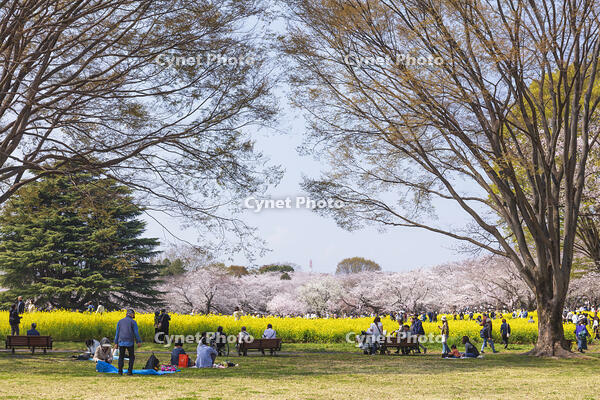 昭和記念公園の菜の花畑と桜 [KNO110024776]