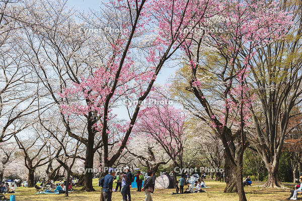 昭和記念公園の桜 [KNO110024777]
