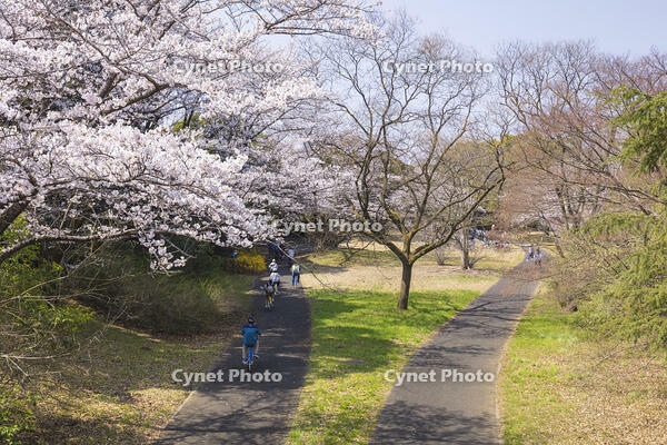 昭和記念公園の桜とサイクリングコース [KNO110024778]