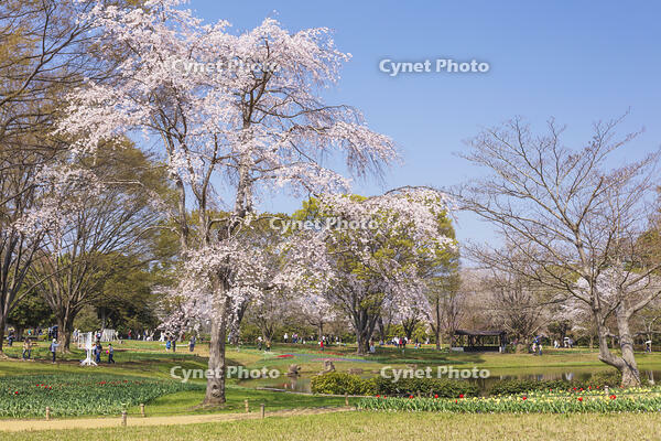 昭和記念公園の渓流広場 [KNO110024780]