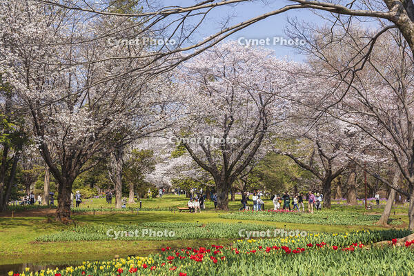 昭和記念公園の渓流広場 [KNO110024781]