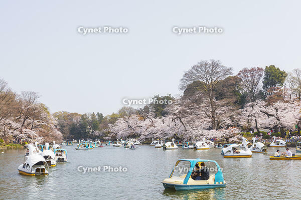 桜咲く井の頭恩賜公園 [KNO110024786]