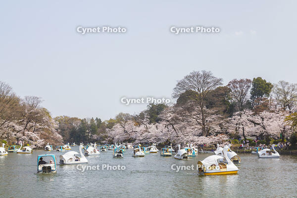 桜咲く井の頭恩賜公園 [KNO110024787]