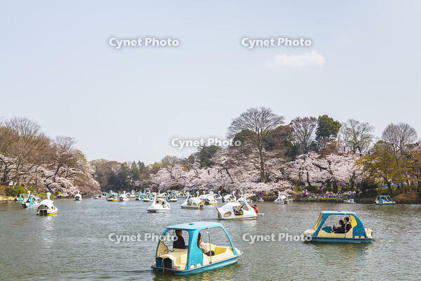 桜咲く井の頭恩賜公園 [KNO110024788]