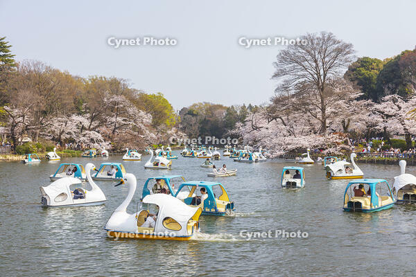 桜咲く井の頭恩賜公園 [KNO110024789]