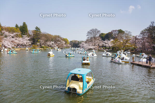 桜咲く井の頭恩賜公園 [KNO110024790]