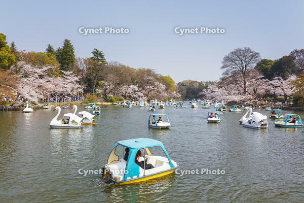 桜咲く井の頭恩賜公園 [KNO110024791]
