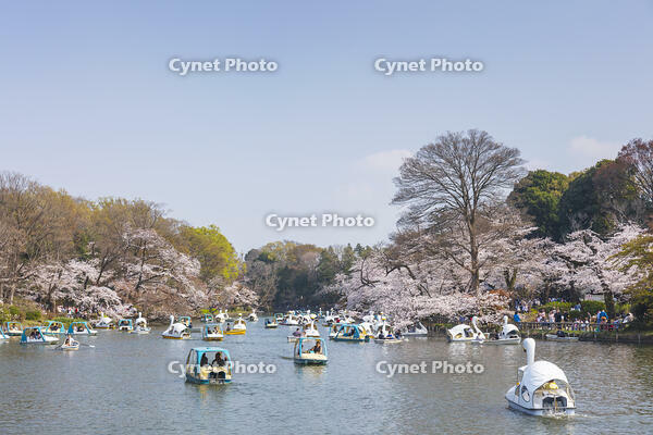 桜咲く井の頭恩賜公園 [KNO110024793]