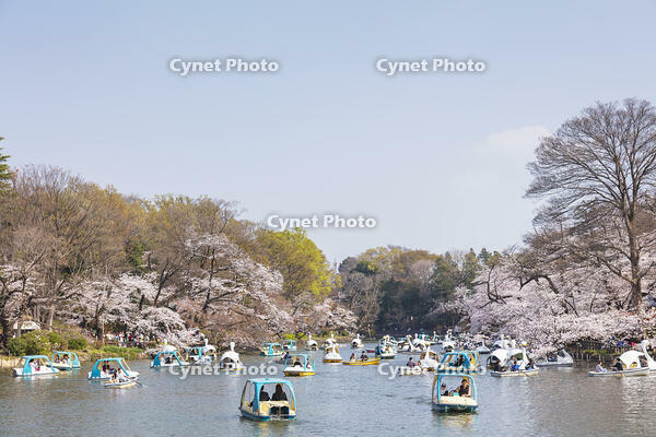 桜咲く井の頭恩賜公園 [KNO110024794]