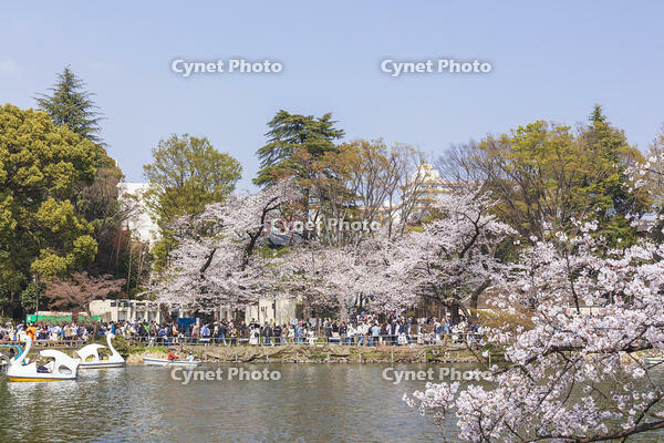 桜咲く井の頭恩賜公園 [KNO110024798]