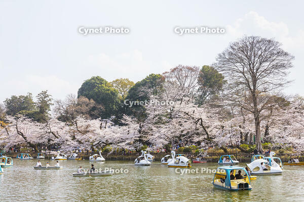 桜咲く井の頭恩賜公園 [KNO110024799]
