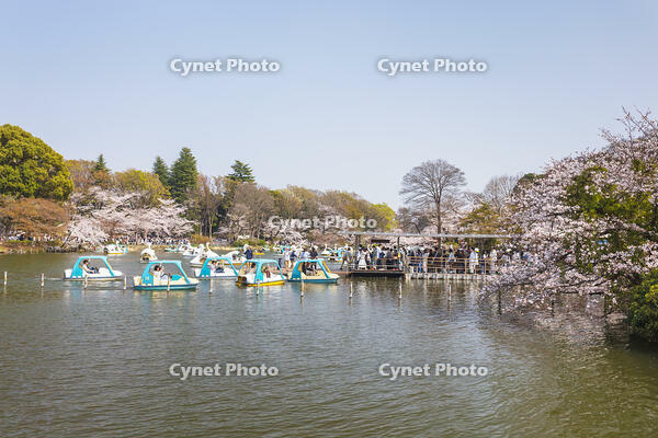 桜咲く井の頭恩賜公園 [KNO110024800]
