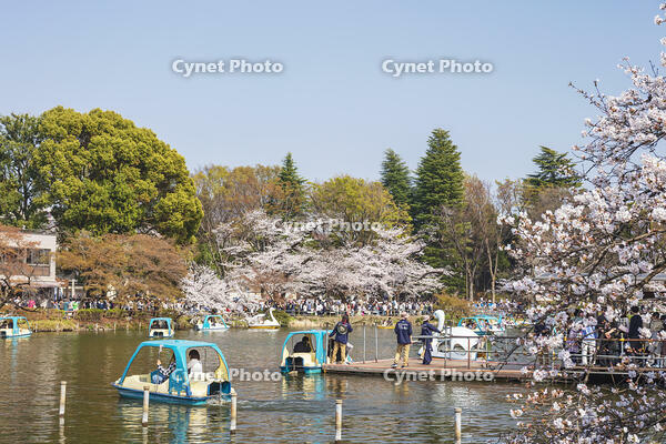桜咲く井の頭恩賜公園 [KNO110024801]
