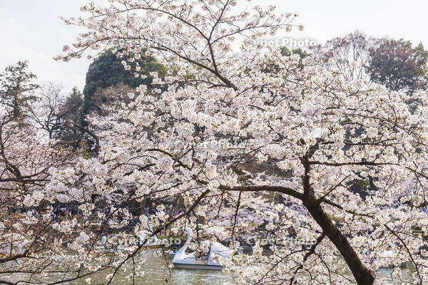 桜咲く井の頭恩賜公園 [KNO110024802]