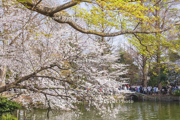 桜咲く井の頭恩賜公園 [KNO110024803]