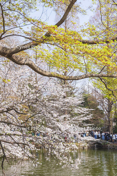 桜咲く井の頭恩賜公園 [KNO110024804]