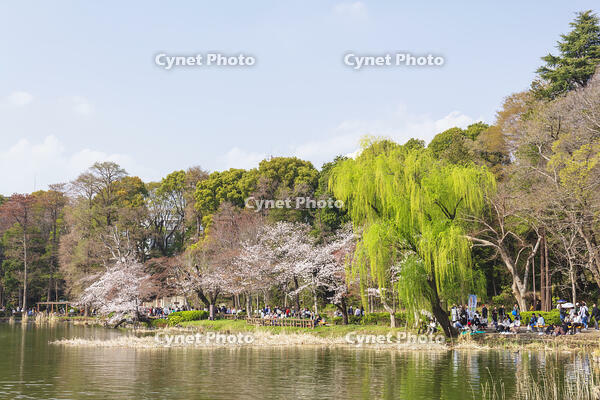 桜咲く井の頭恩賜公園 [KNO110024805]