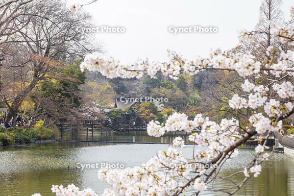 井の頭恩賜公園の弁財天 [KNO110024806]