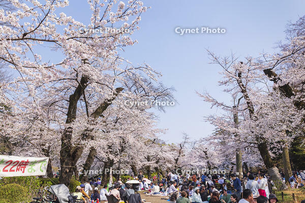 井の頭恩賜公園の花見 [KNO110024807]