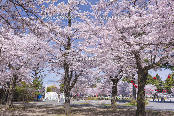 西公園の桜 [KNO110025062]