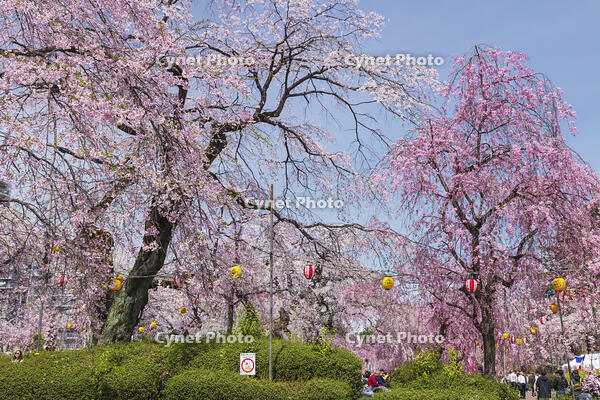 榴岡公園 [KNO110025069]