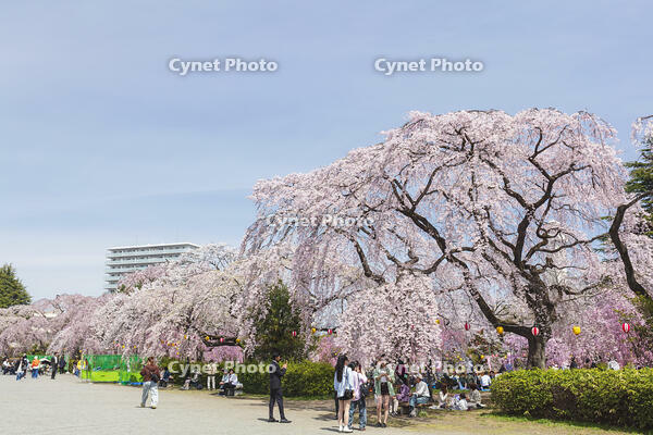 榴岡公園 [KNO110025070]