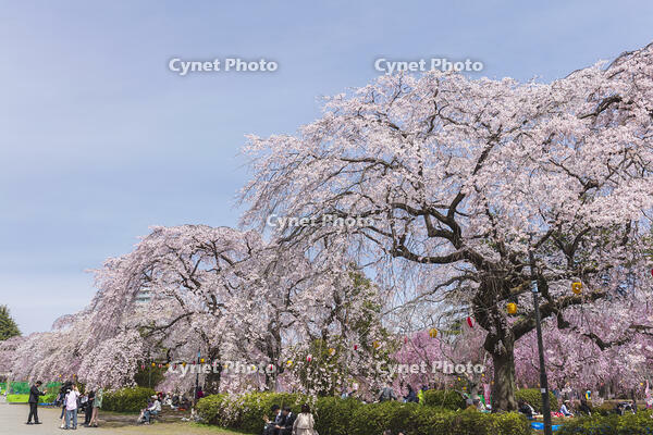 榴岡公園 [KNO110025071]