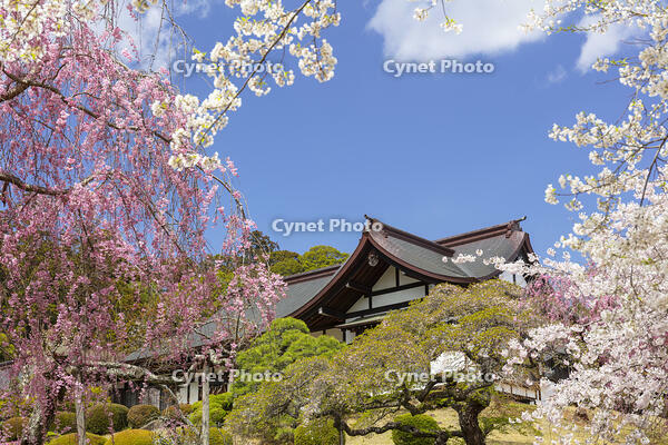 鹽竈神社の桜 [KNO110025077]