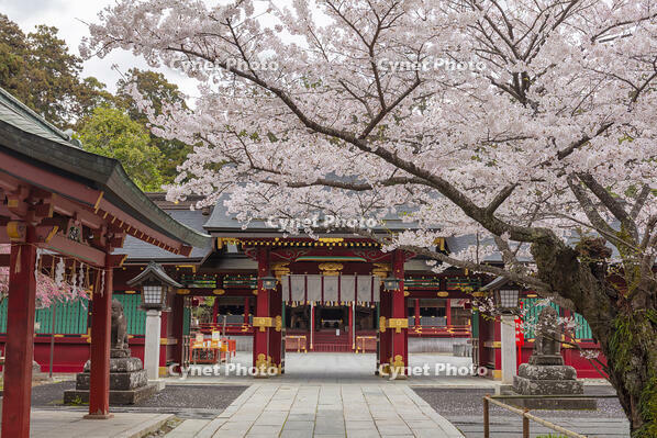 鹽竈神社の桜 [KNO110025079]