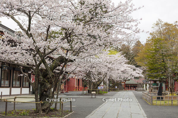 鹽竈神社の桜 [KNO110025080]