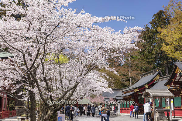 鹽竈神社の桜 [KNO110025081]