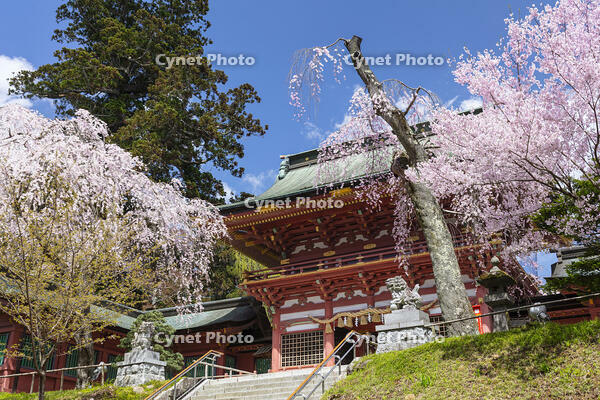 鹽竈神社の隋神門と桜 [KNO110025083]