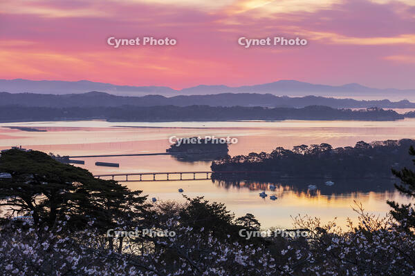 西行戻しの松公園より望む松島湾と朝焼け [KNO110025090]