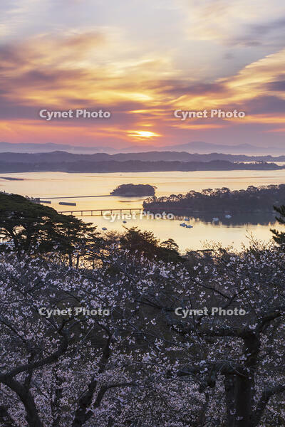西行戻しの松公園より望む松島湾と朝焼け [KNO110025095]