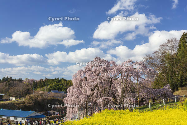 三春滝桜 [KNO110025107]