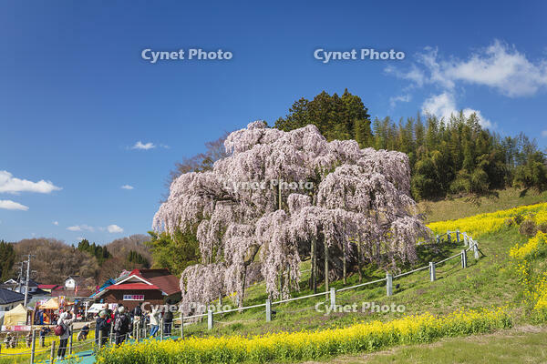三春滝桜 [KNO110025110]