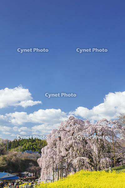 三春滝桜 [KNO110025111]