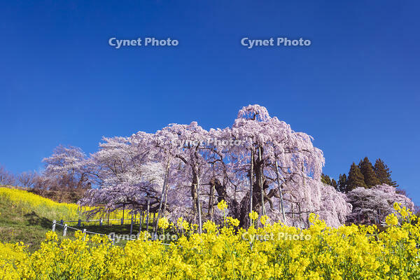 三春滝桜 [KNO110025112]