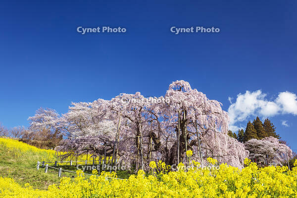 三春滝桜 [KNO110025113]