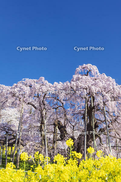 三春滝桜 [KNO110025116]