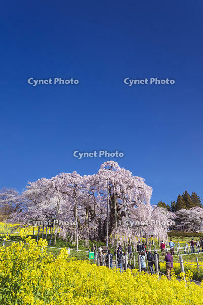 三春滝桜 [KNO110025119]