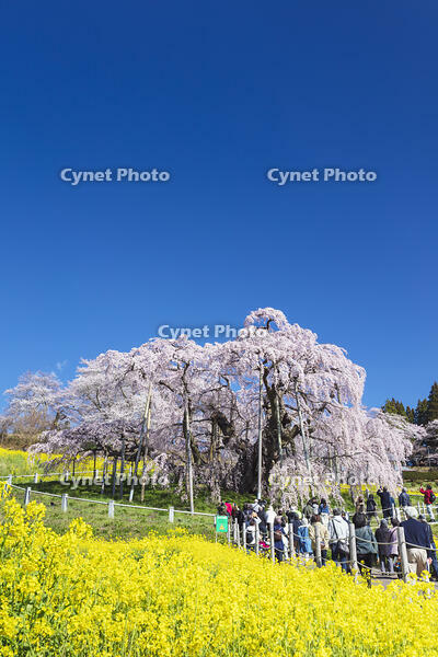 三春滝桜 [KNO110025120]