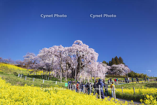 三春滝桜 [KNO110025121]
