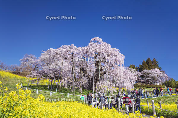 三春滝桜 [KNO110025122]