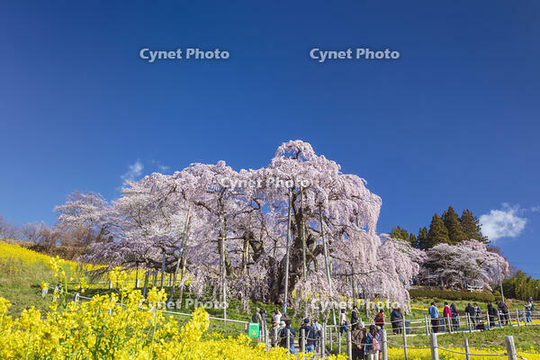 三春滝桜 [KNO110025124]
