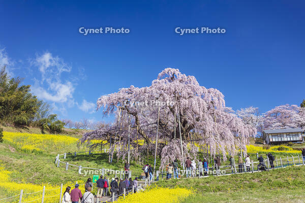 三春滝桜 [KNO110025125]