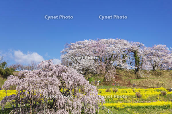 三春滝桜 [KNO110025126]