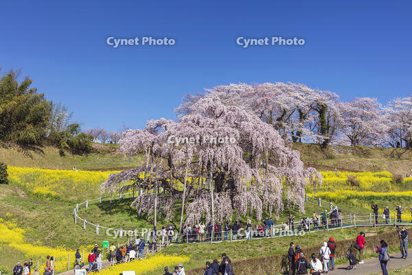 三春滝桜 [KNO110025127]