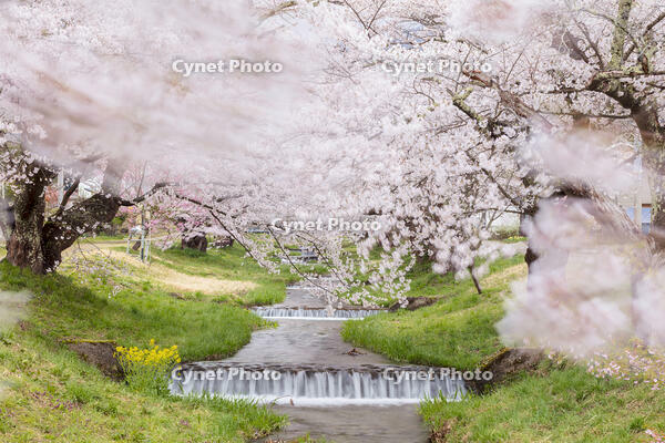 観音寺川の桜並木 [KNO110025135]