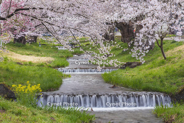 観音寺川の桜並木 [KNO110025136]